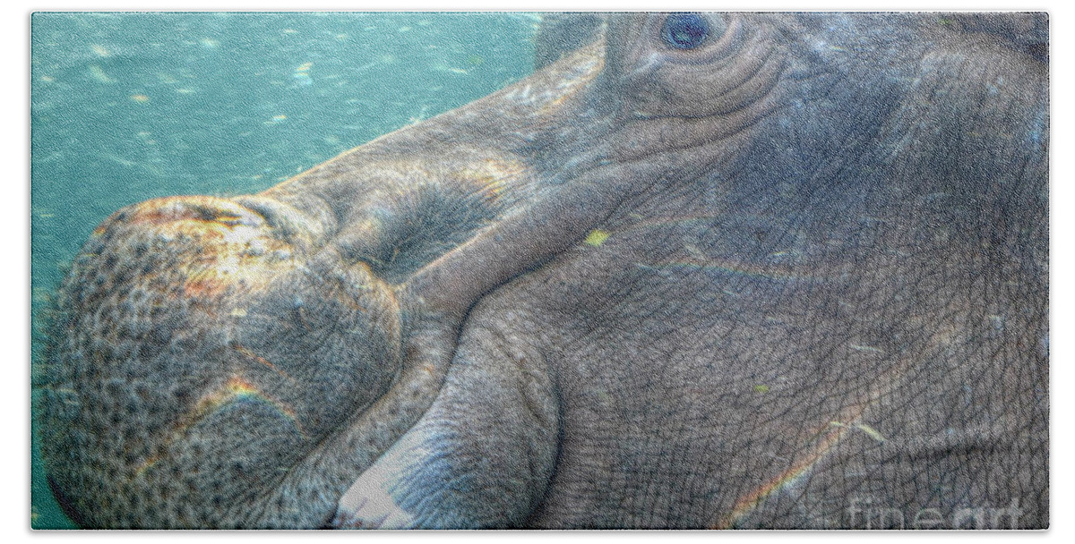 Landscape Beach Sheet featuring the photograph Hippopotamus Smiling Underwater by Peggy Franz