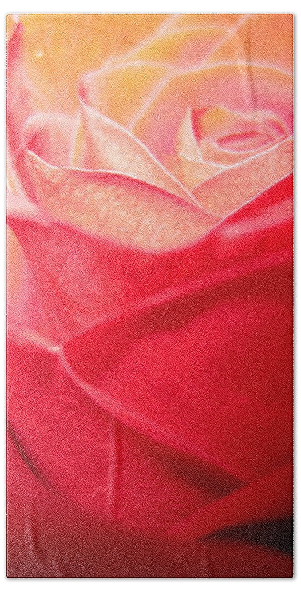 Floral Beach Towel featuring the photograph Luminous Pink Rose 2 by Tara Shalton