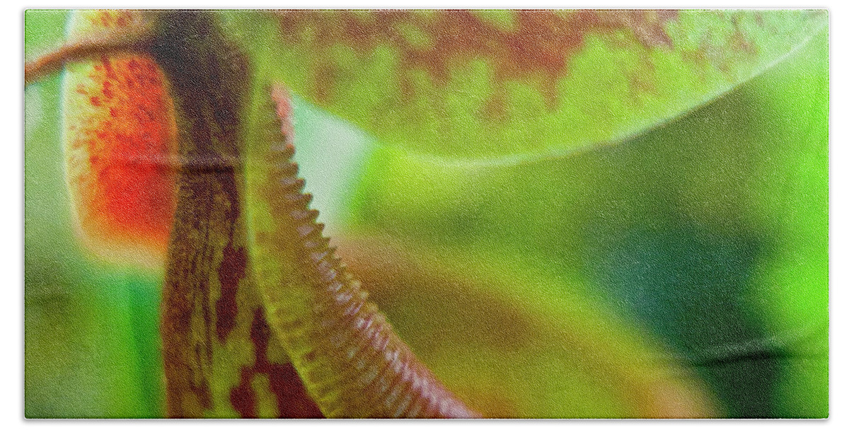 Heiko Beach Towel featuring the photograph Pitcher Plants 2 by Heiko Koehrer-Wagner