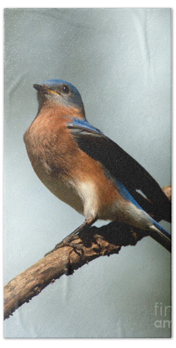 Eastern Bluebird Beach Sheet featuring the photograph Regal -Bluebird by Sandra Clark