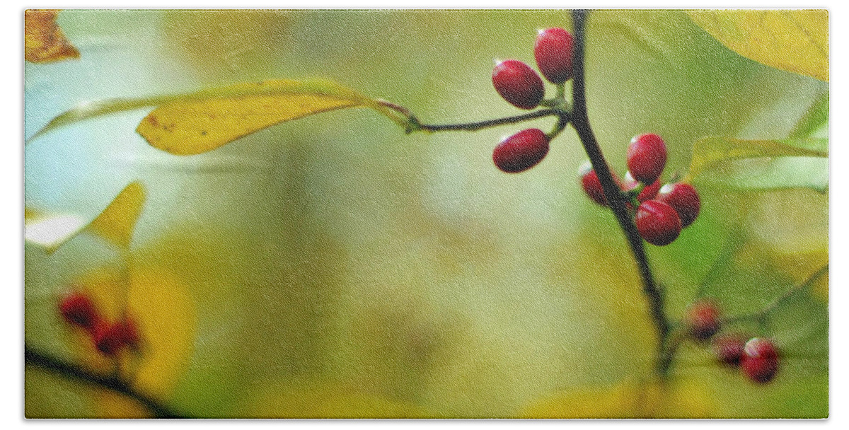 Lindera Benzoin Beach Sheet featuring the photograph Spicebush with Red Berries by Rebecca Sherman