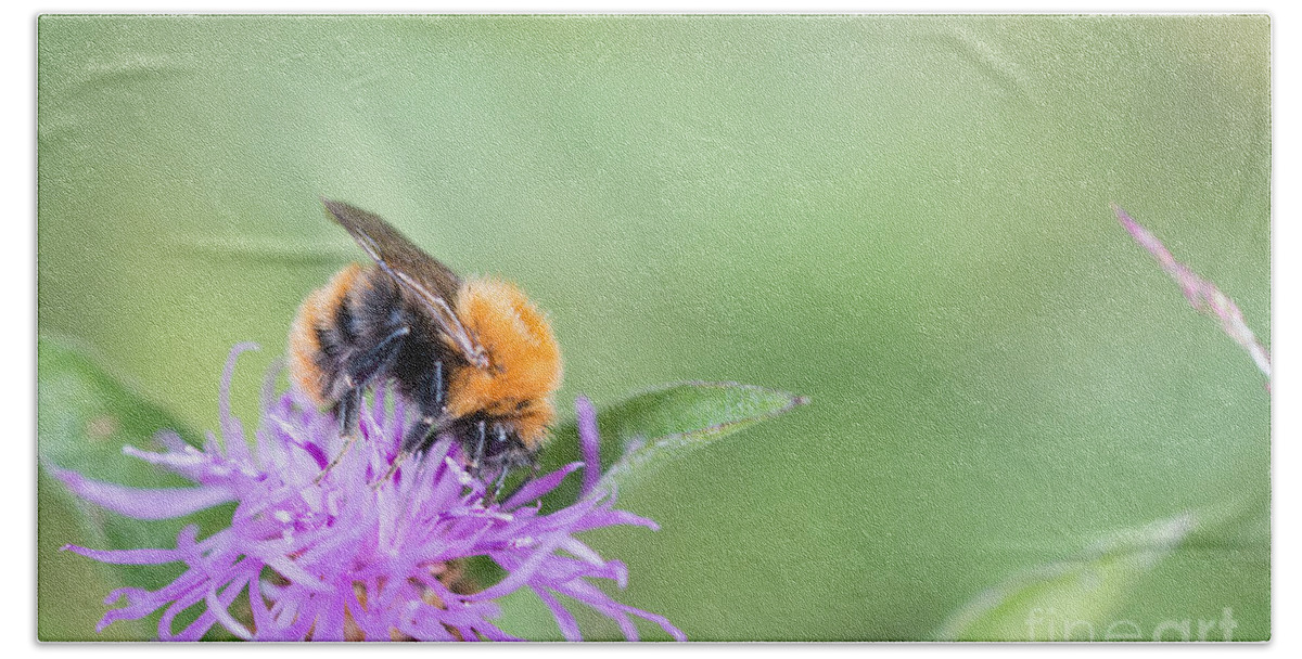 Bumblebee Beach Towel featuring the photograph 01 Common carder bee by Jivko Nakev