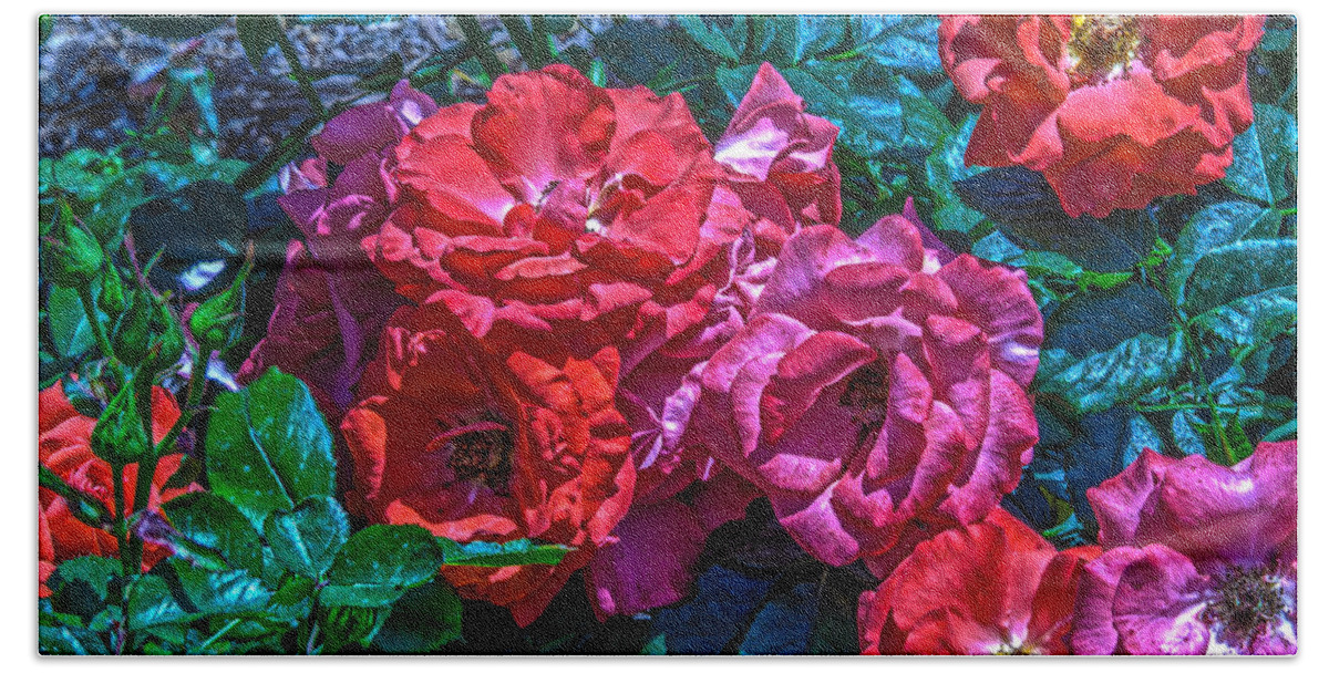 Rose Beach Towel featuring the photograph A Rose is a Rose #1 by Richard J Cassato