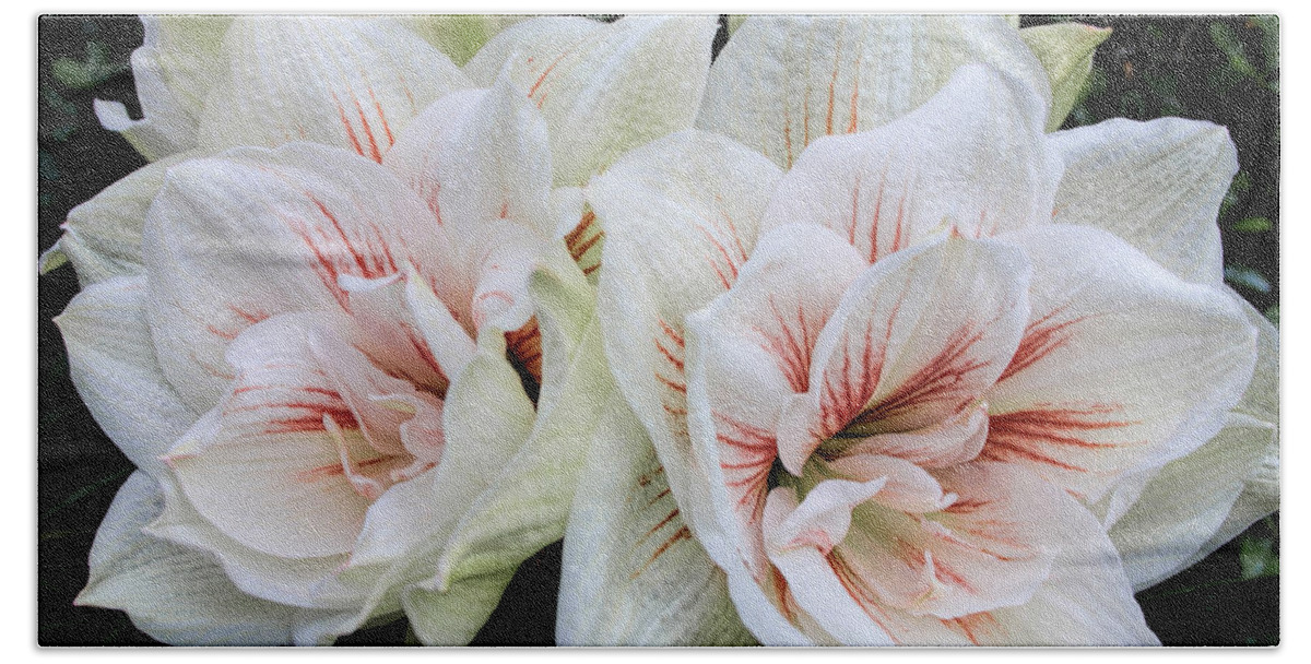 Flower Beach Towel featuring the photograph Amaryllis Cluster #1 by Dave Bosse