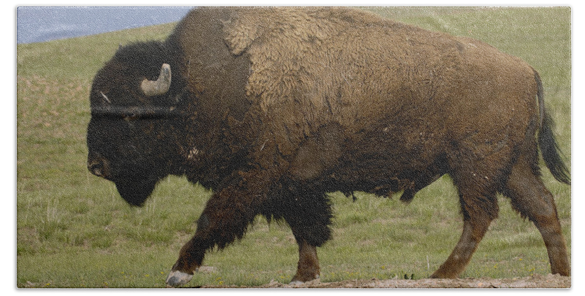 Feb0514 Beach Towel featuring the photograph American Bison Male Wyoming #1 by Pete Oxford
