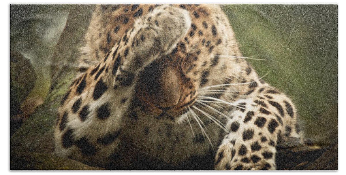 Animal Beach Towel featuring the photograph Amur Leopard by Chris Boulton