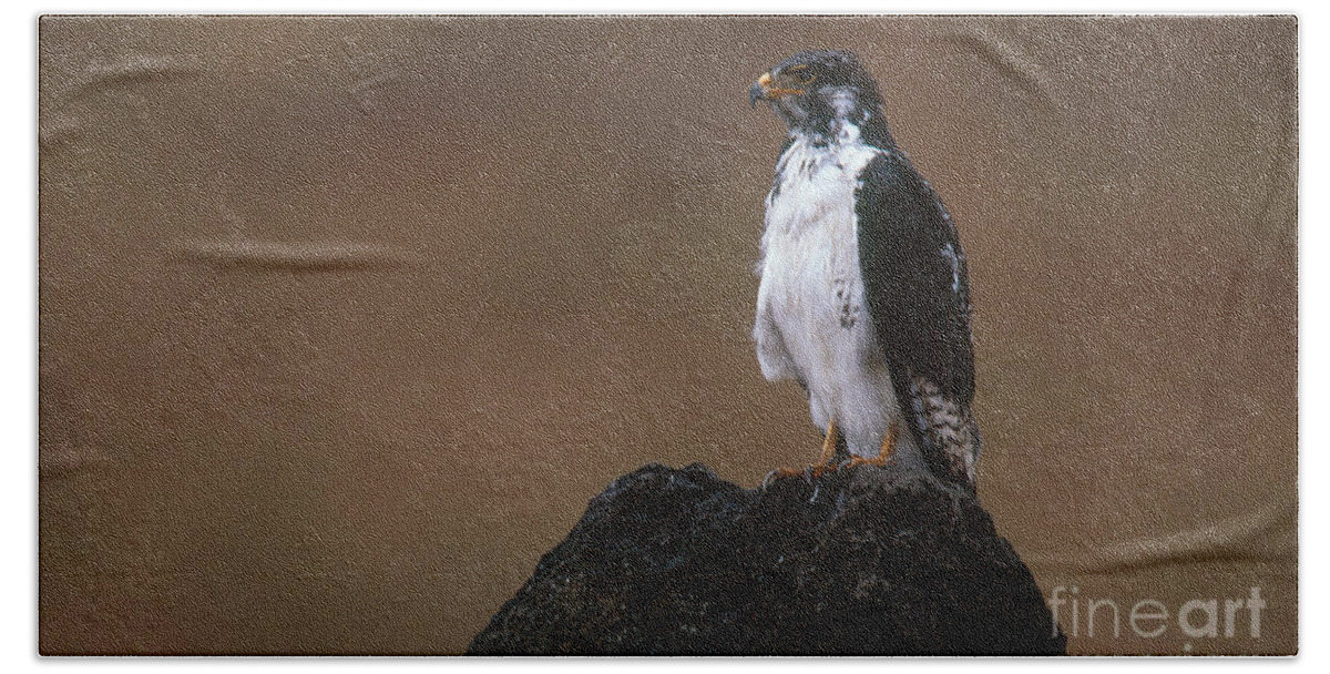 Bird Beach Towel featuring the photograph Augur Buzzard #1 by Art Wolfe