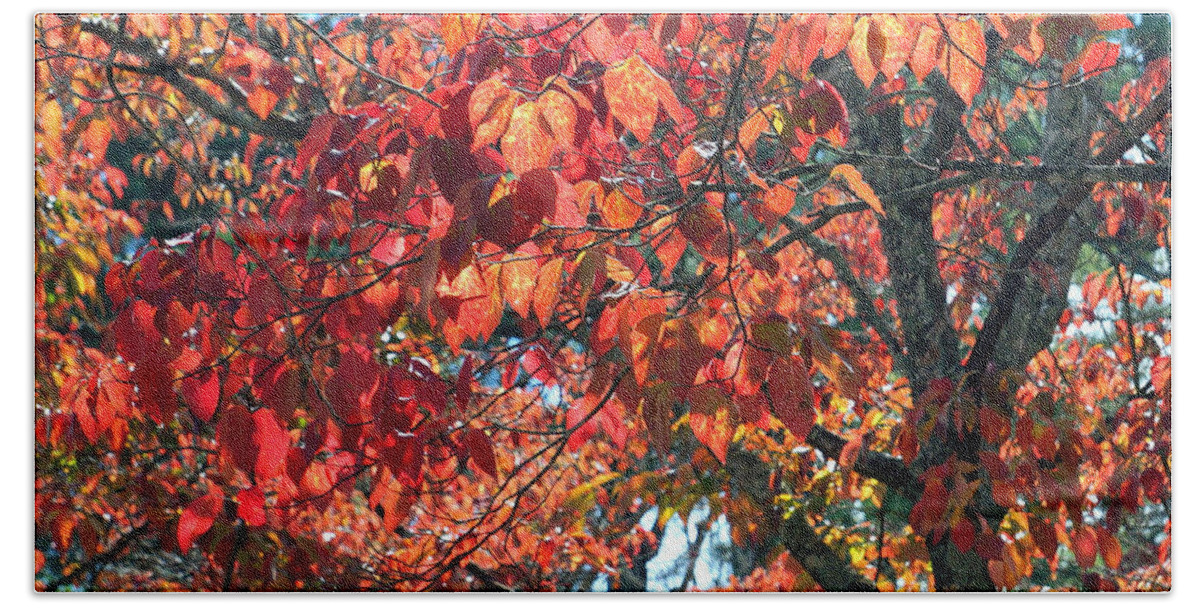 Autumn Beach Towel featuring the photograph Autumn Leaves #6 by Rafael Salazar