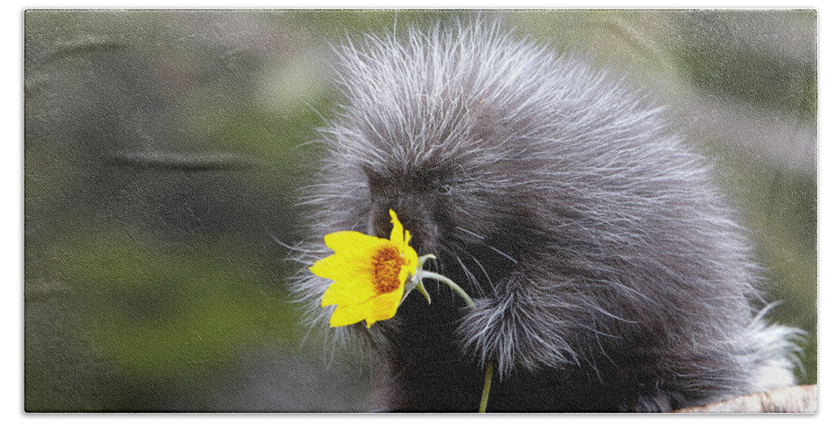 Porcupine Beach Towel featuring the photograph Baby Porcupine With Flower #1 by M. Watson