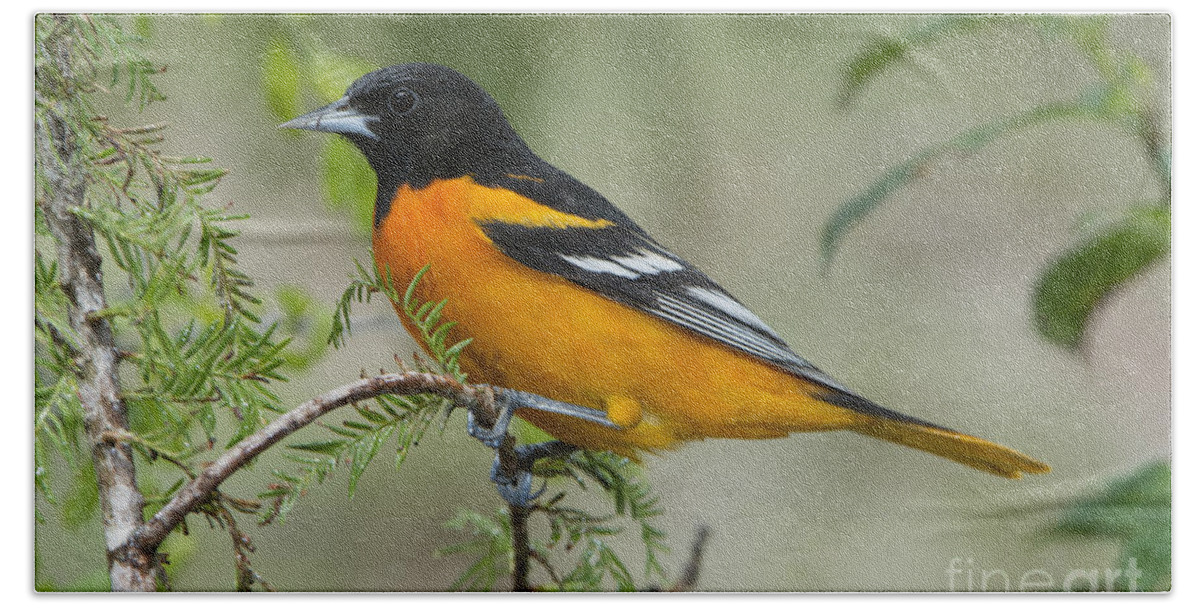 Baltimore Oriole Beach Towel featuring the photograph Baltimore Oriole #1 by Anthony Mercieca