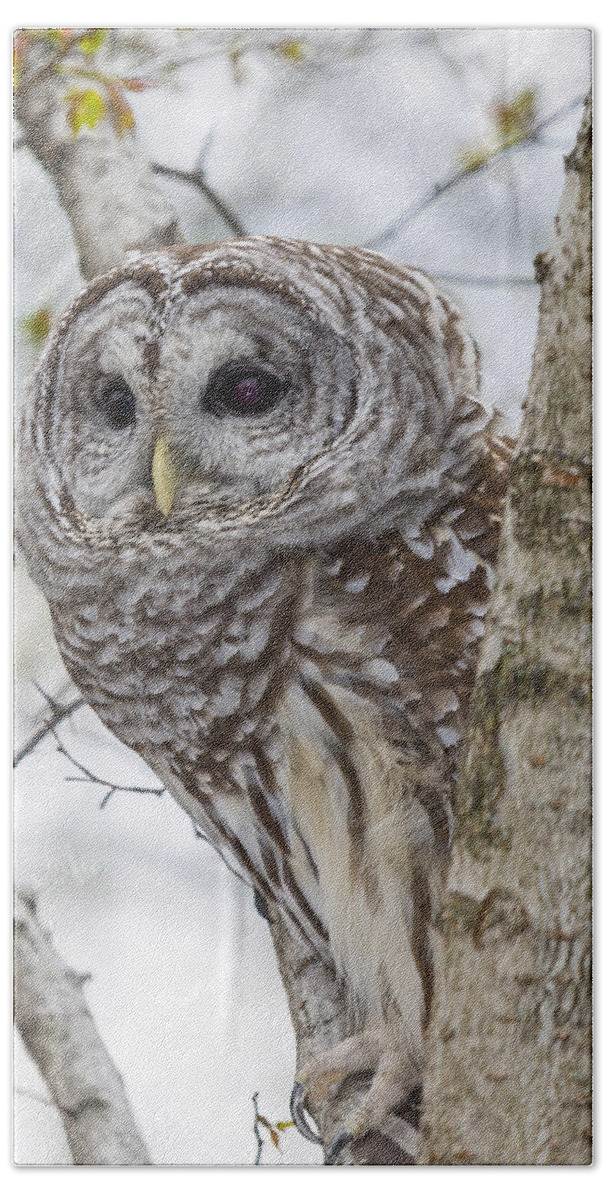 Alba Beach Sheet featuring the photograph Barred Owl #2 by Jack R Perry