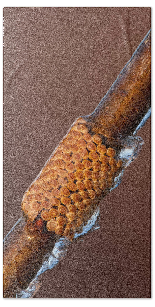 Animal Beach Towel featuring the photograph Barrens Buck Moth Eggs #1 by Jeffrey Lepore