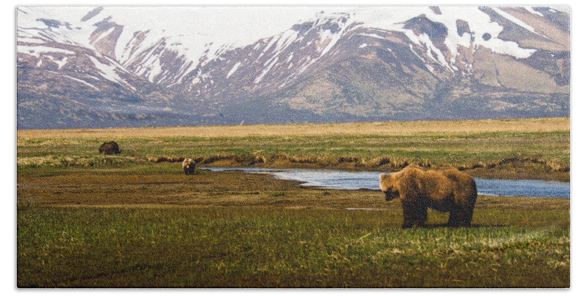 Grizzly Beach Towel featuring the photograph Bear in Hallo Bay in Katmai National Park Alaska #1 by Natasha Bishop