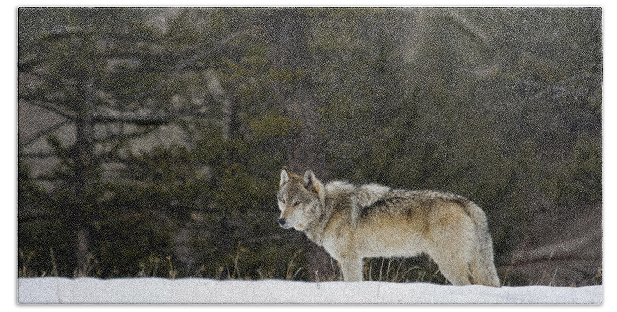 Gray Wolf Beach Towel featuring the photograph Big Brown #1 by Deby Dixon
