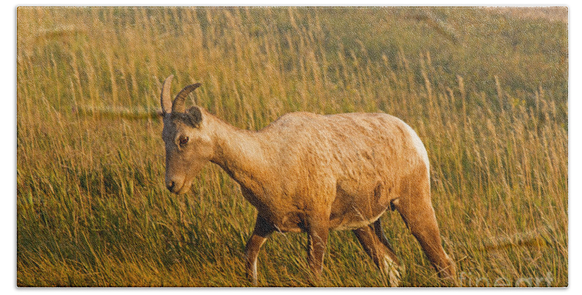 Animal Beach Towel featuring the photograph Big Horn Sheep #1 by Fred Stearns