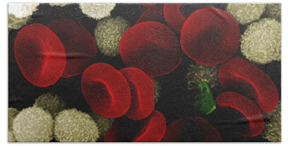 Leukocyte Beach Towel featuring the photograph Blood Cells by Stem Jems