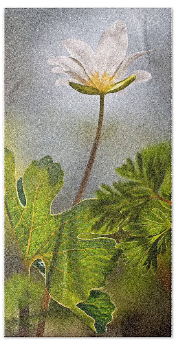 2014 Beach Towel featuring the photograph Bloodroot #2 by Robert Charity
