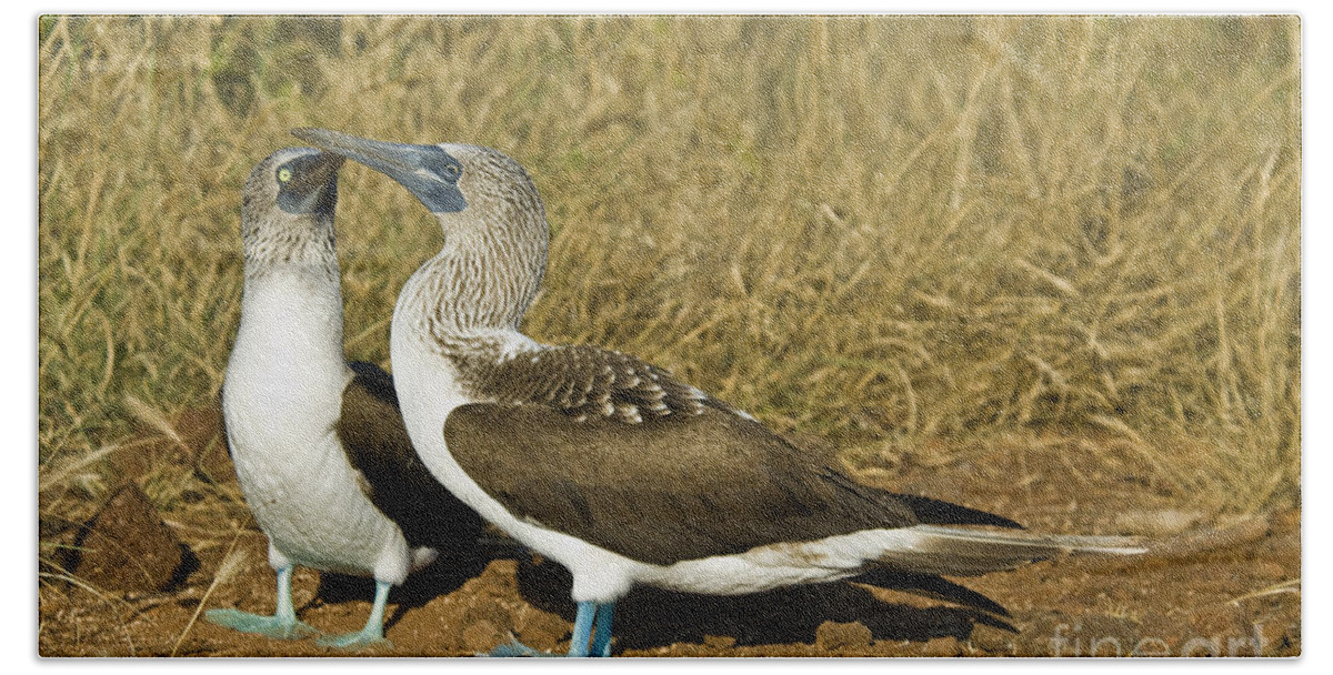 Blue-footed Booby Pair Beach Towel featuring the photograph Blue-footed Booby Pair #1 by William H. Mullins