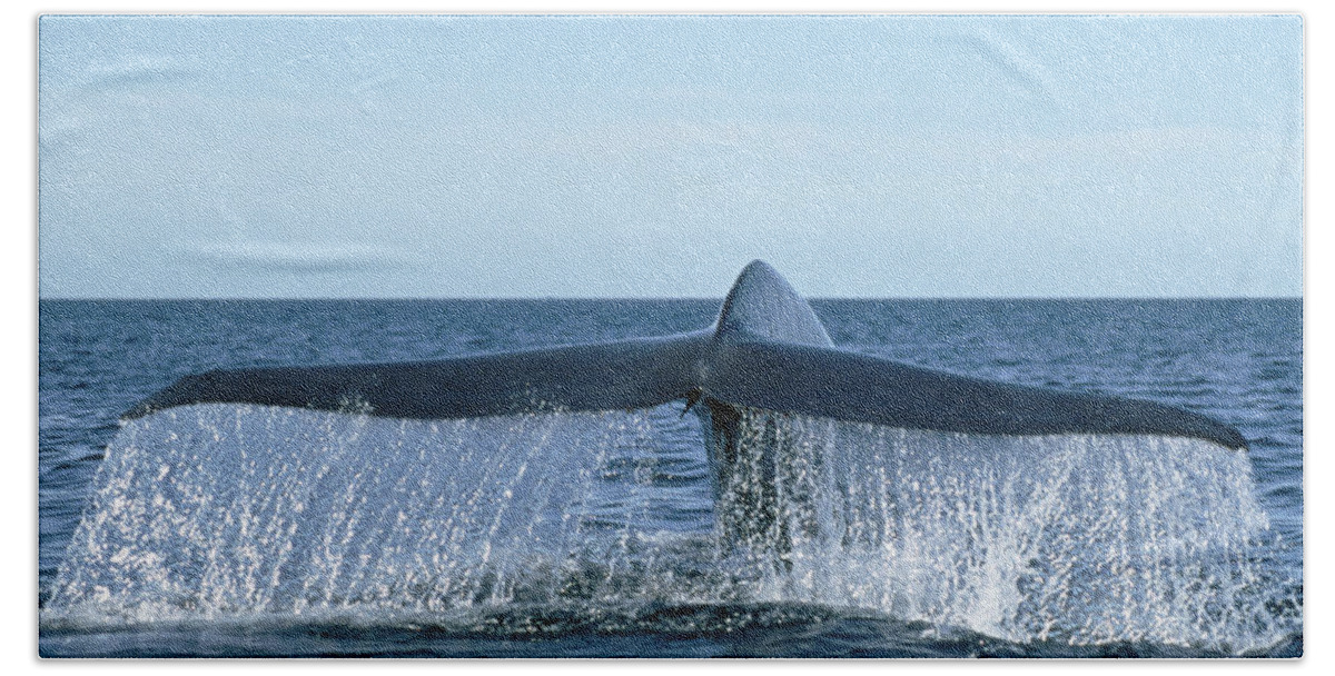 Feb0514 Beach Towel featuring the photograph Blue Whale Tail Sea Of Cortez #1 by Mark Jones