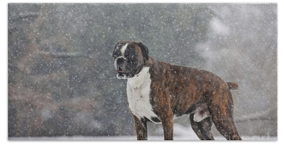 Dog Beach Towel featuring the photograph Boxer In Snow #1 by Johan De Meester