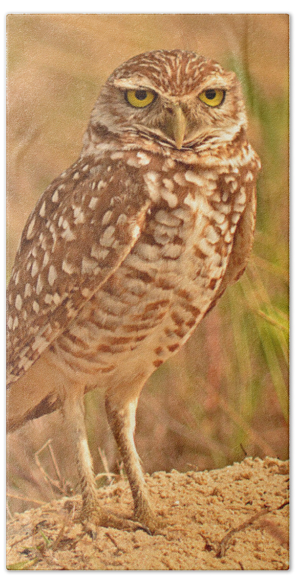 Burrowing Owl Beach Towel featuring the photograph Burrowing Owl #1 by Nancy Landry
