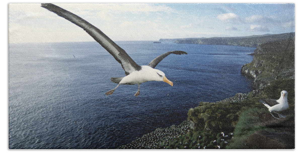 Feb0514 Beach Towel featuring the photograph Campbell Albatross Coming In To Land #1 by Tui De Roy