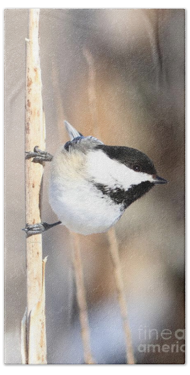 Chickadee Beach Sheet featuring the photograph Black capped cutie by Heather King
