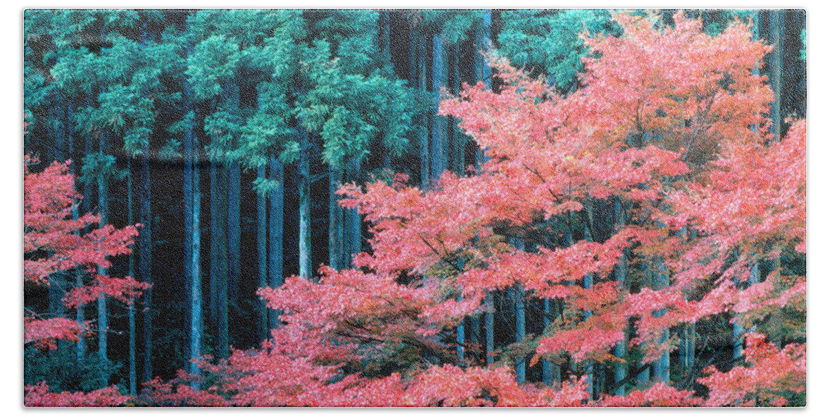 Kitayama-sugi Beach Towel featuring the photograph Cedar Forest Japan #1 by Tomomi Saito