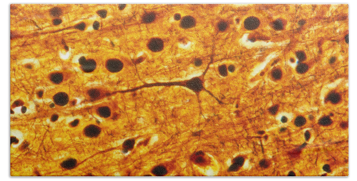 Brain Beach Towel featuring the photograph Cerebral Cortex Pyramidal Cells, Lm #1 by Michael Abbey