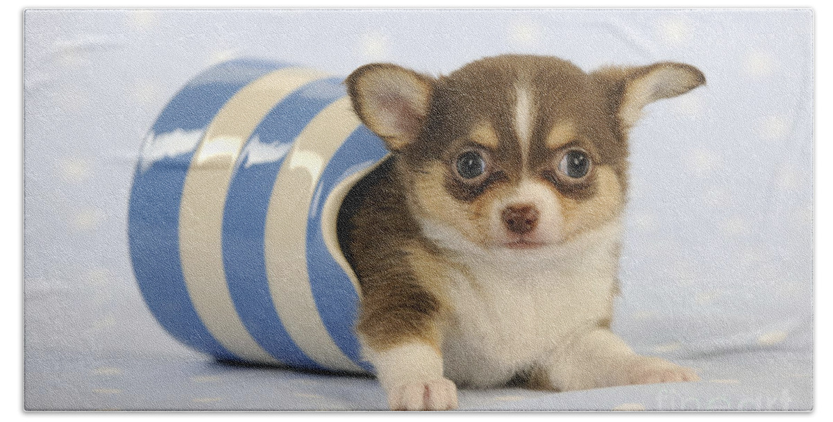 Dog Beach Towel featuring the photograph Chihuahua Puppy Dog #1 by John Daniels