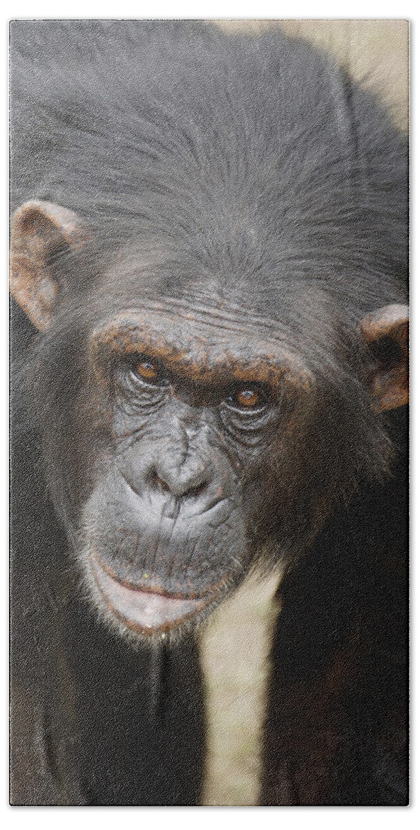 Hiroya Minakuchi Beach Towel featuring the photograph Chimpanzee Portrait Ol Pejeta by Hiroya Minakuchi