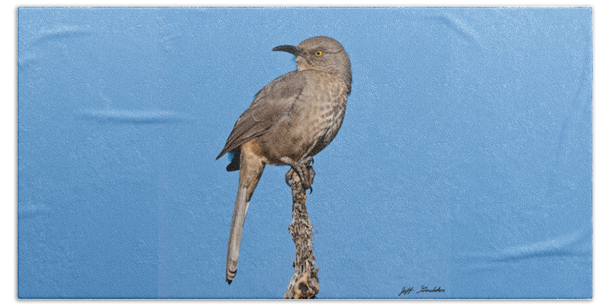 Animal Beach Sheet featuring the photograph Curve-Billed Thrasher #1 by Jeff Goulden