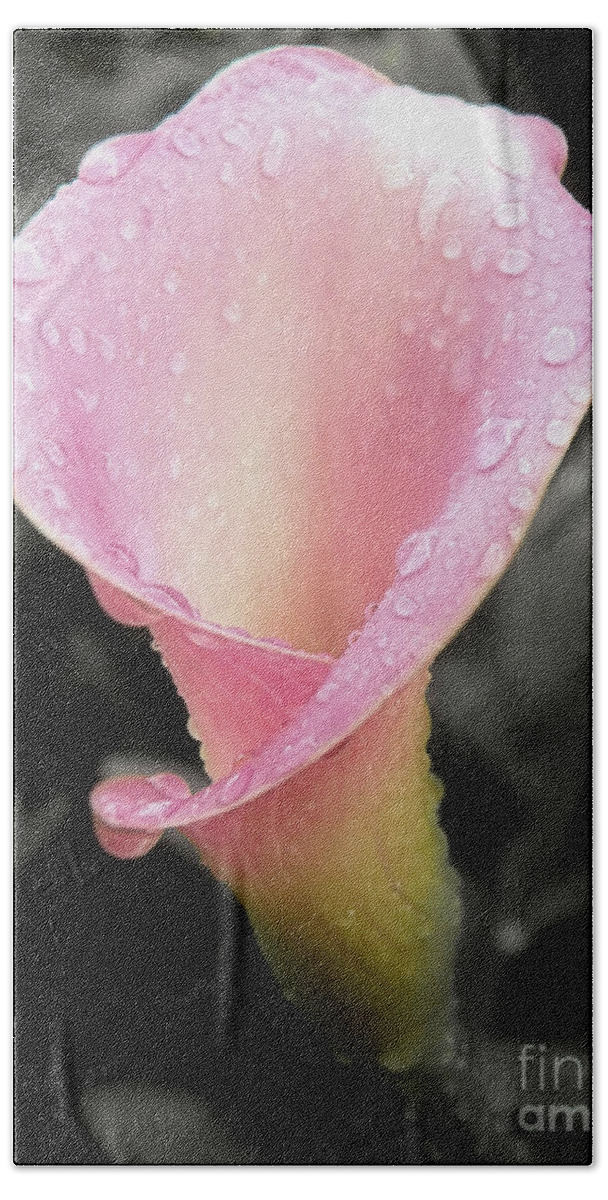 dew Kissed Beach Towel featuring the photograph Dew Kissed Calla Lily #1 by Sharon Woerner