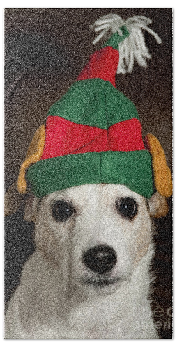 Christmas Decorations Beach Towel featuring the photograph Dog Wearing Elf Ears, Christmas Portrait #1 by Jim Corwin
