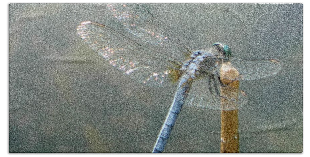 Blue Beach Towel featuring the photograph Dragonfly on Stick by Gallery Of Hope 