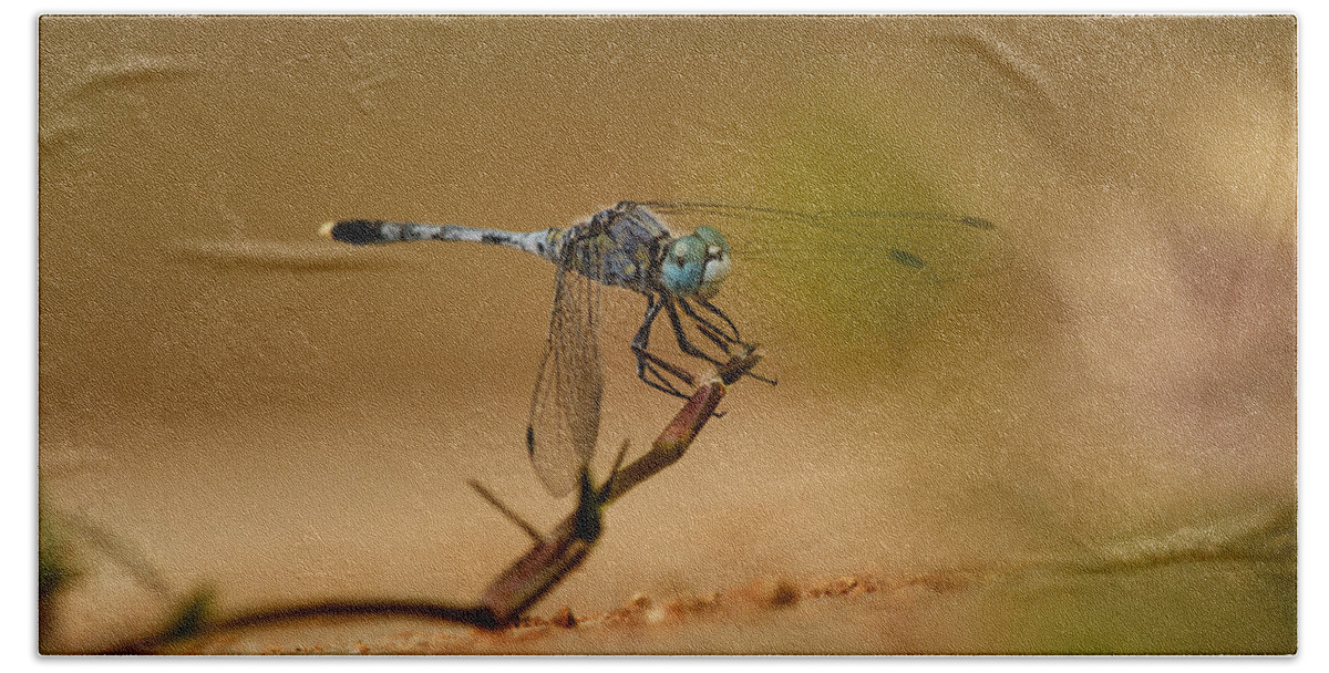 Anisoptera Beach Towel featuring the photograph Dragonfly #1 by SAURAVphoto Online Store