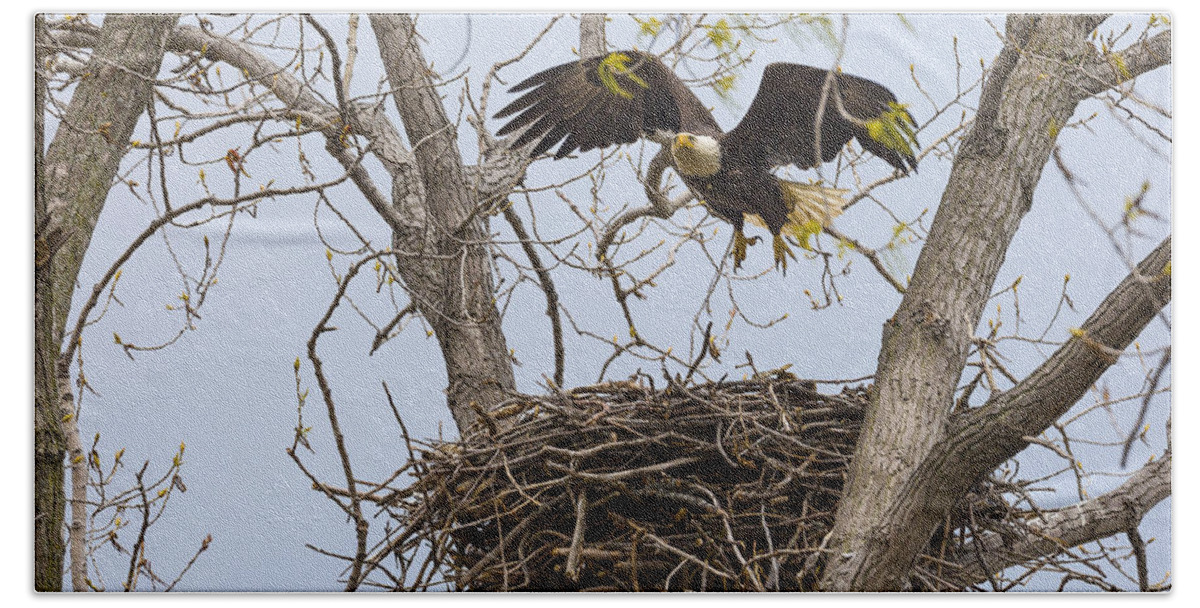Adult Beach Towel featuring the photograph Eagle Nest #1 by Jack R Perry