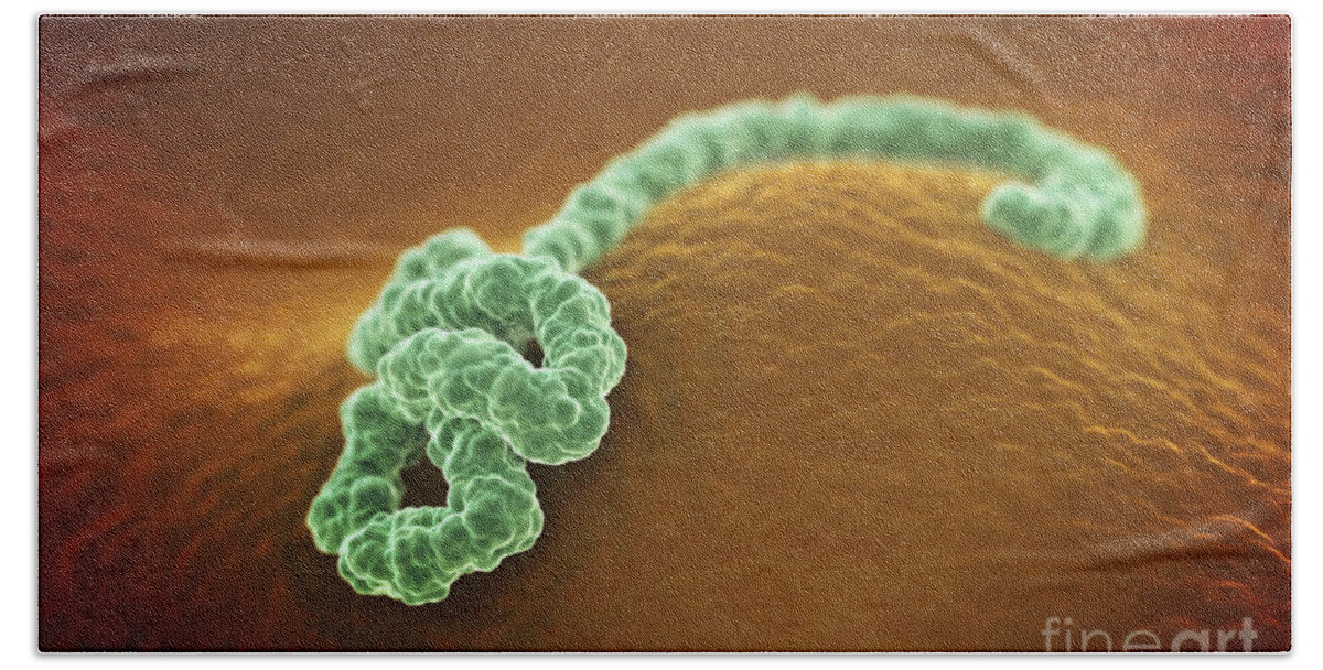 Ill Beach Towel featuring the photograph Ebola Virus #1 by Science Picture Co