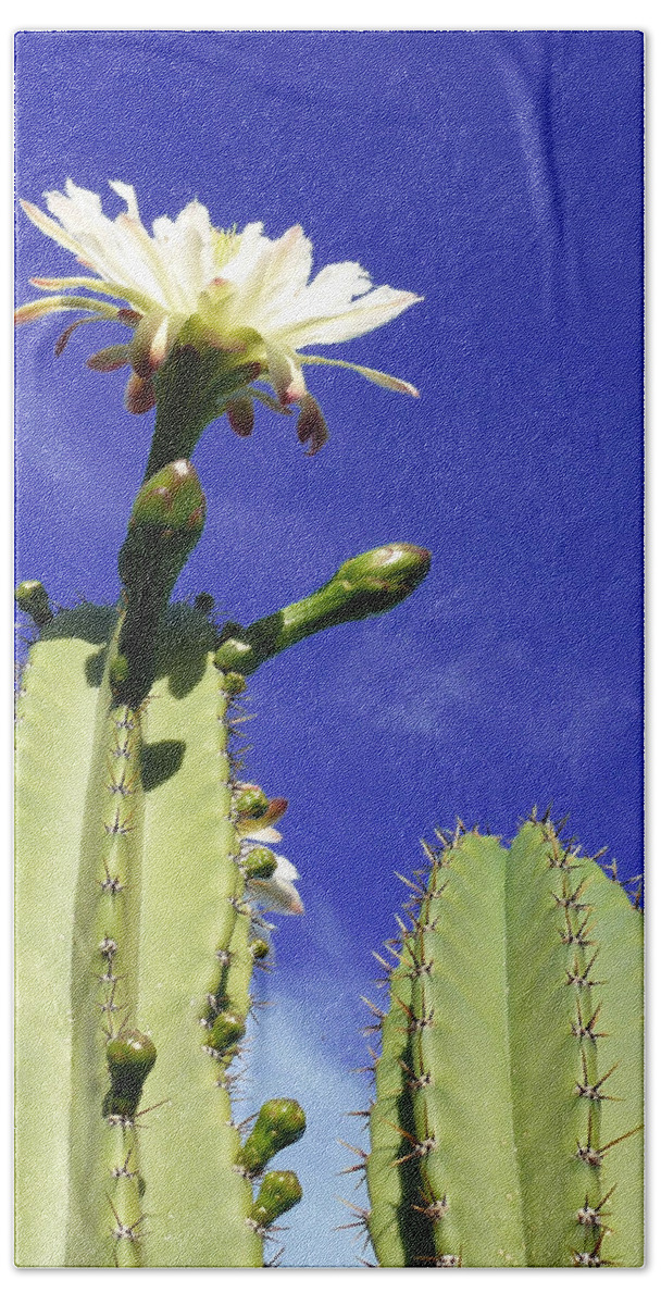 Cactus Beach Sheet featuring the photograph Flowering Cactus 2 by Mariusz Kula