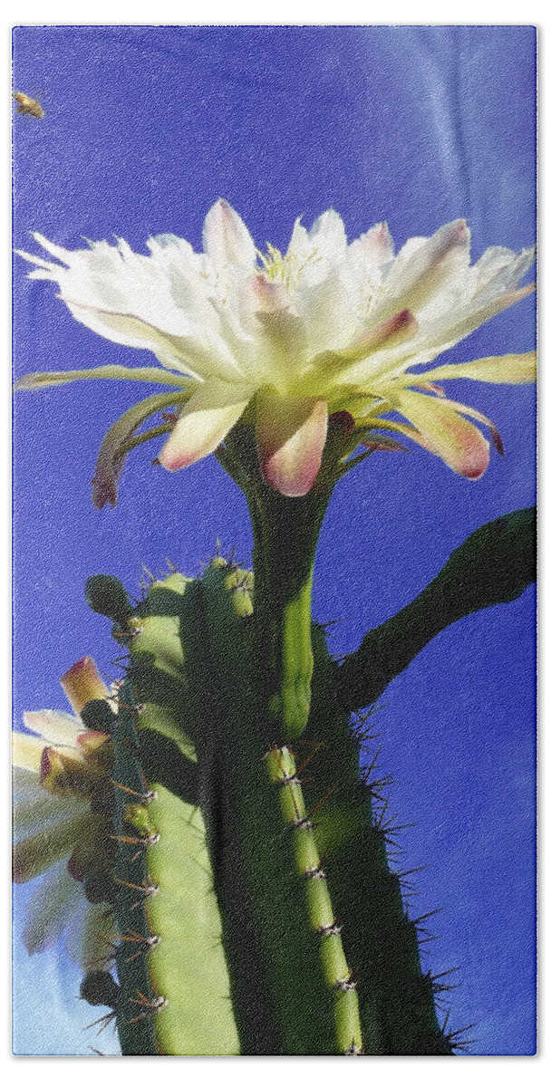Cactus Beach Towel featuring the photograph Flowering Cactus 3 by Mariusz Kula
