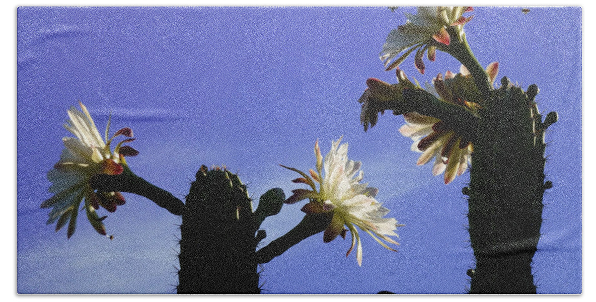 Cactus Beach Sheet featuring the photograph Flowering Cactus 4 by Mariusz Kula
