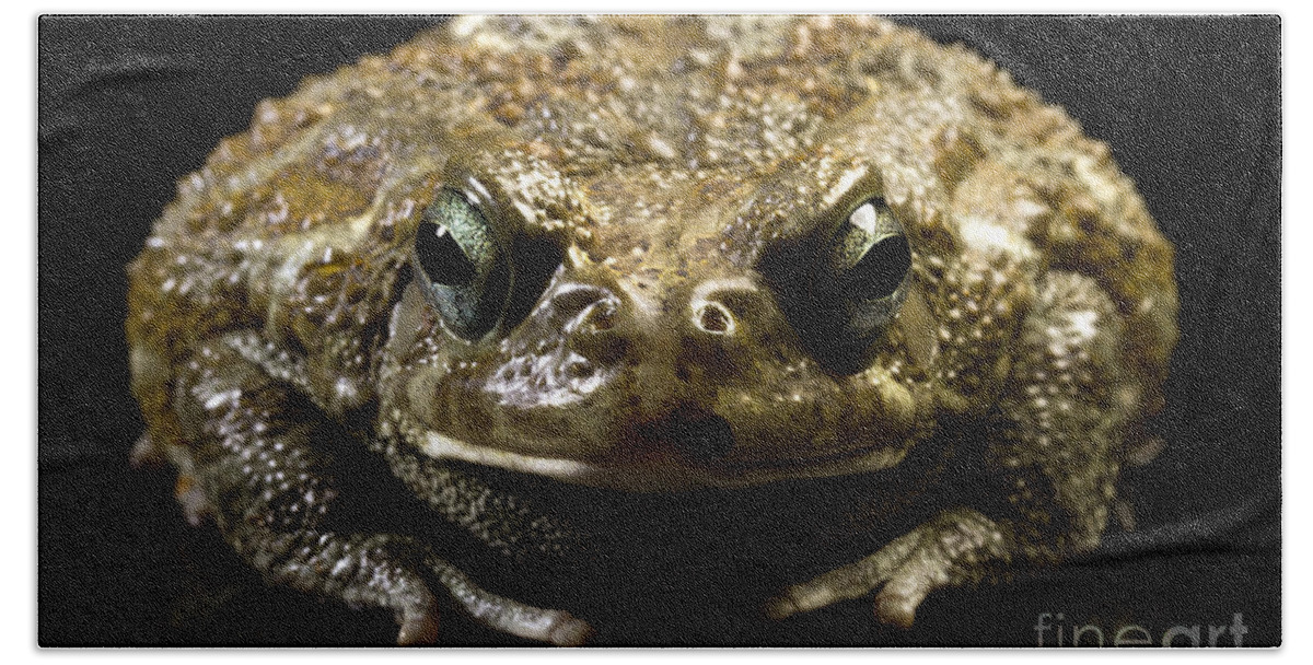 Frog Beach Sheet featuring the photograph Frog #1 by Gunnar Orn Arnason