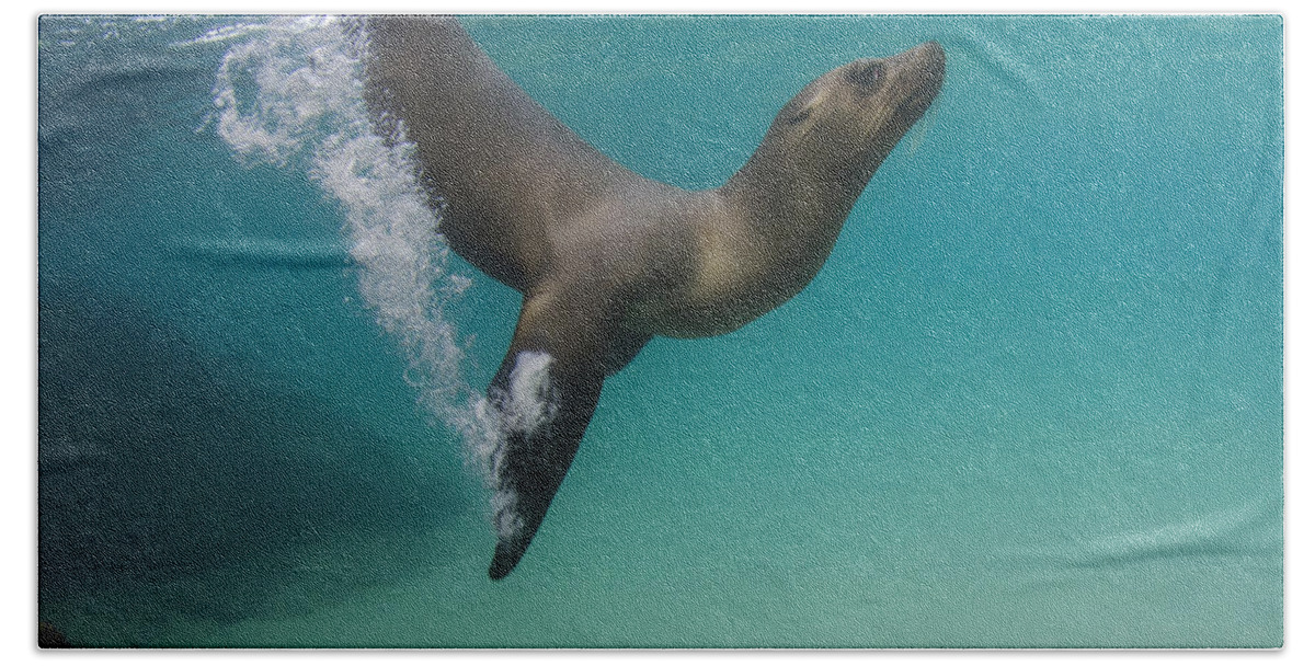 Pete Oxford Beach Towel featuring the photograph Galapagos Sea Lion Swimming Ecuador by Pete Oxford