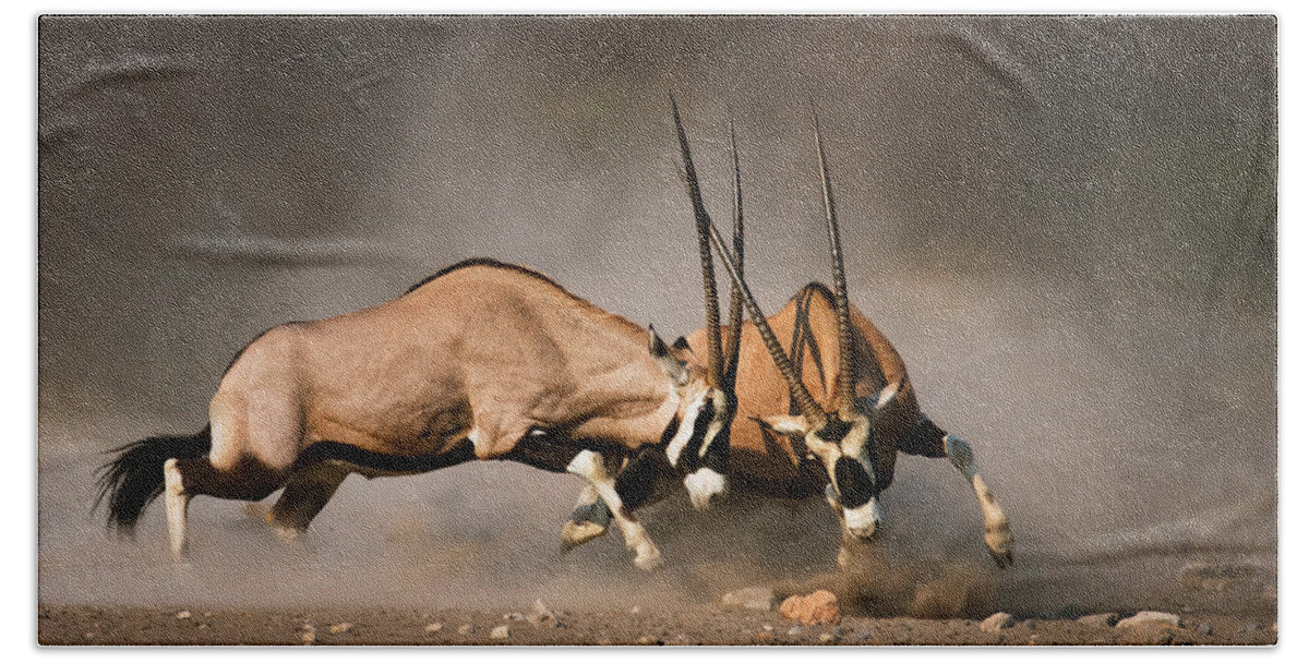 Gemsbok Beach Sheet featuring the photograph Gemsbok fight #1 by Johan Swanepoel