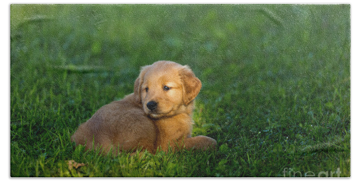 Golden retriever beach outlet towel