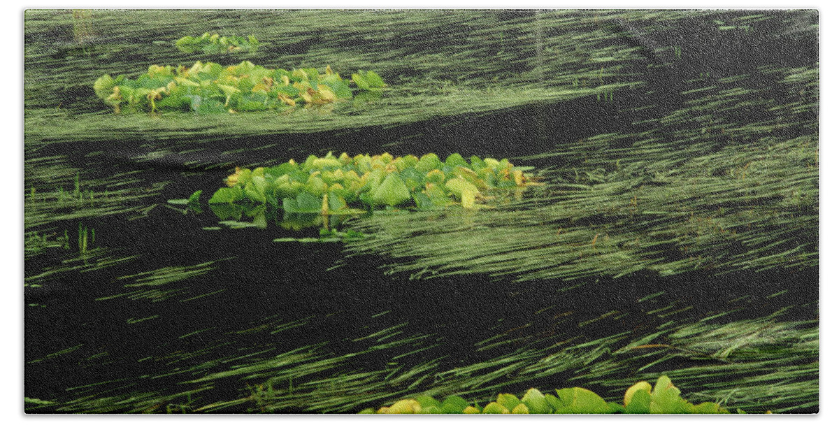 00202671 Beach Towel featuring the photograph Grasses And Lilies In Beaver Pond #2 by Gerry Ellis