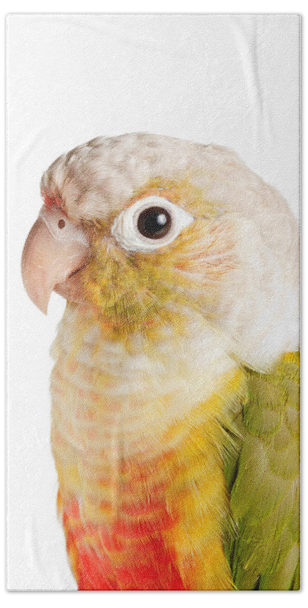 Green-cheeked Conure Beach Towel featuring the photograph Green-cheeked Conure Pineapple P by David Kenny