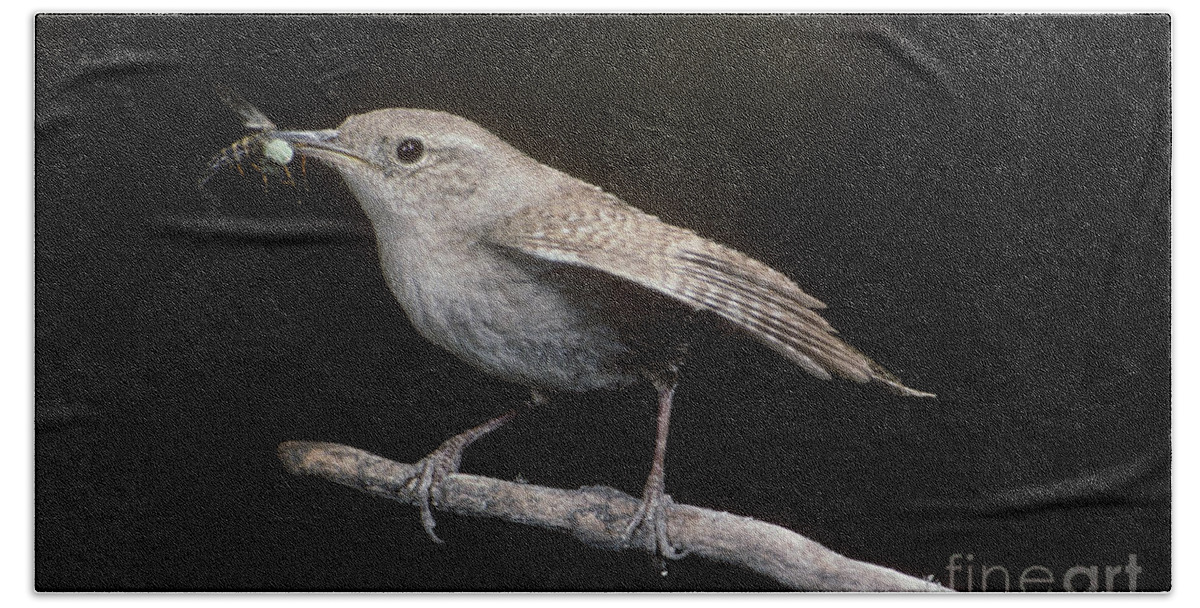 Animal Beach Towel featuring the photograph House Wren #1 by Anthony Mercieca