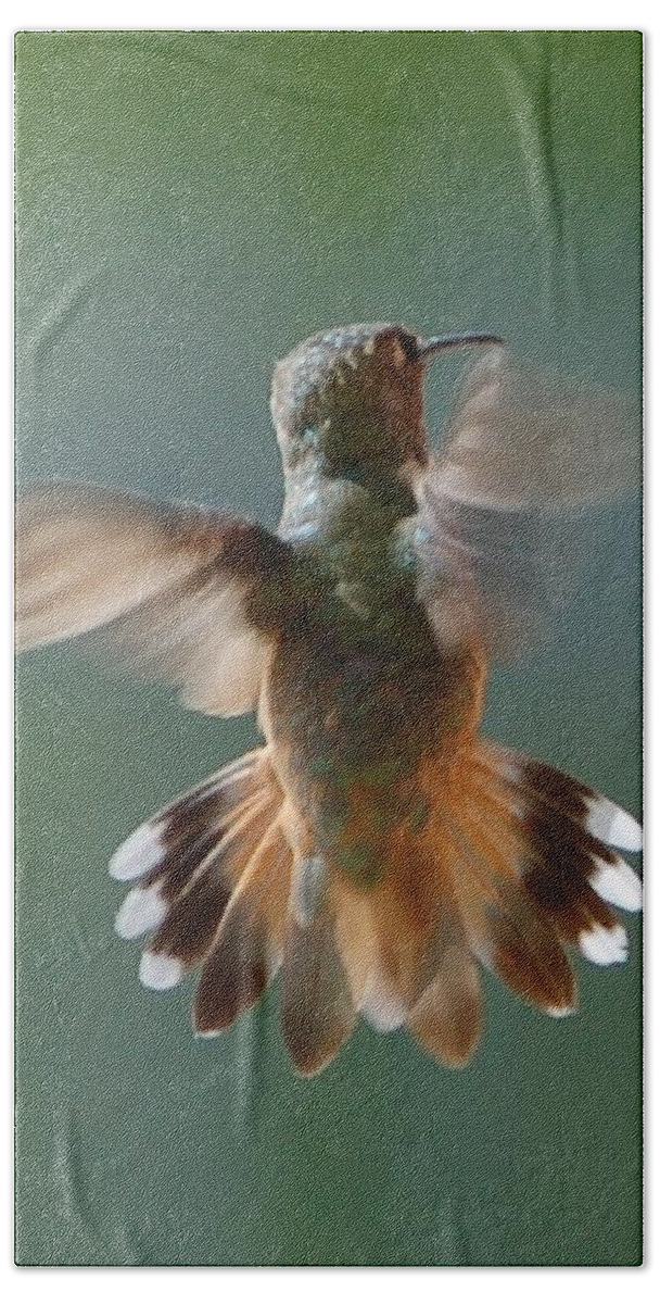 Linda Brody Beach Towel featuring the photograph Hummingbird Hovering by Linda Brody