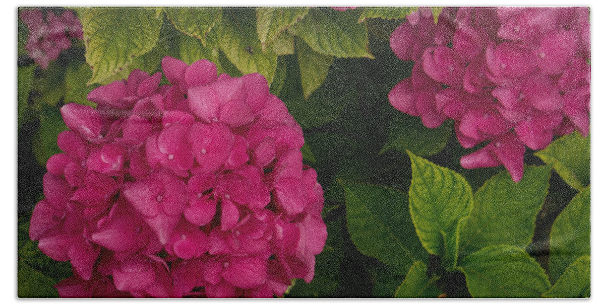 Hydrangea Beach Towel featuring the photograph Hydrangea #1 by Weir Here And There